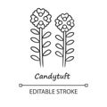 Candytuft linear icon. Thin line illustration. Aster garden flower with name inscription. Iberis evergreen plant
