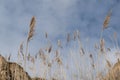 Cane on a background of beautiful blue sky