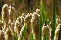 Cane brake, reed mace, bulrush in front of a lake Royalty Free Stock Photo