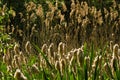 Cane brake, reed mace, bulrush in front of a lake Royalty Free Stock Photo