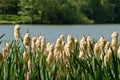 Cane brake, reed mace, bulrush in front of a lake Royalty Free Stock Photo