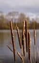 Cane brake, reed mace, bulrush in front of a lake Royalty Free Stock Photo