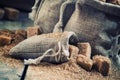 Cane brown sugar cubes and crystals in burlap sacks on old wooden background in rustic style, selective focus Royalty Free Stock Photo