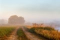 Cane bushes, oak wood, dirt country road on a misty riverbank. Royalty Free Stock Photo