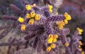 Cane Cholla or Cylindropuntia Spinosior Desert Cactus Blooming Macro Royalty Free Stock Photo