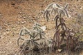 Cane Cholla in the Sonoran Desert