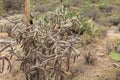 Cane Cholla in the Sonoran Desert