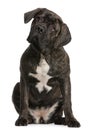 Cane Corso, 9 months old, sitting Royalty Free Stock Photo