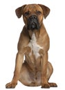 Cane Corso, 9 months old, sitting Royalty Free Stock Photo