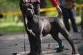 Cane Corso adult dog exhibition moment