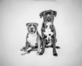 Cane Corso, American Staffordshire Terrier Royalty Free Stock Photo