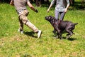 Cane Corso attacking dog handler during aggression training. Royalty Free Stock Photo