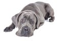 Cane Corso breed dog Royalty Free Stock Photo