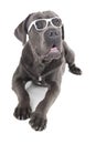 Cane Corso breed dog Royalty Free Stock Photo