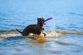 Cane Corso catches the toy in the water