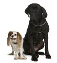 Cane corso and Cavalier king Charles dogs sitting Royalty Free Stock Photo