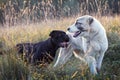 Cane corso and Central Asian Shepherd dogs amity paying Royalty Free Stock Photo