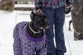 Cane Corso clothing in the winter on walk