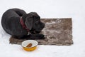 Cane Corso in the cold waiting for your lunch Royalty Free Stock Photo