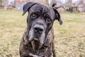 Cane corso breed dog portrait shot Royalty Free Stock Photo