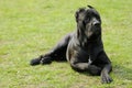Cane corso dog Royalty Free Stock Photo