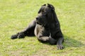 Cane corso dog Royalty Free Stock Photo