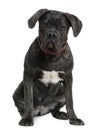 Cane Corso dog, 7 months old, sitting Royalty Free Stock Photo