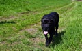 Cane Corso Dog black running Royalty Free Stock Photo
