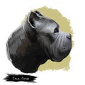 Cane Corso dog breed isolated on white digital art illustration. Italian Mastiff large breed of dog companion, guard and