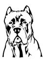 Cane corso dog head Royalty Free Stock Photo