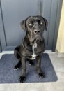 Of a Cane Corso dog looking directly at the camera Royalty Free Stock Photo