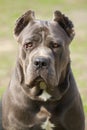 Cane corso dog Royalty Free Stock Photo