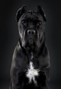 Cane corso dog Royalty Free Stock Photo