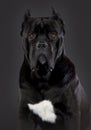 Cane corso dog