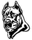 Cane Corso dog portrait vector illustration on white.