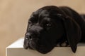 Cane corso dog resting his head on his paws Royalty Free Stock Photo