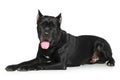 Cane Corso dog resting on a white background