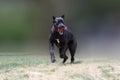 Cane corso dog running and jumping. Royalty Free Stock Photo