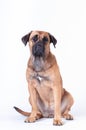 Cane corso dog on white background at studio looking at camera Royalty Free Stock Photo