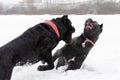 Cane Corso. Dogs play with each other.