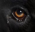 Cane corso eye