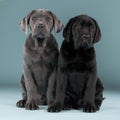 Cane Corso friends