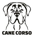 Cane Corso head black and white name Royalty Free Stock Photo