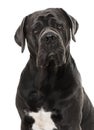 Cane Corso isolated on white Royalty Free Stock Photo