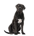 Cane Corso isolated on white Royalty Free Stock Photo