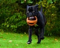 Cane Corso Italian Mastiff black brindled Royalty Free Stock Photo