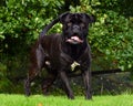 Cane Corso Italian Mastiff black brindled Royalty Free Stock Photo