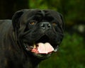 Cane Corso Italian Mastiff black brindled