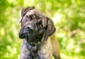 A Cane Corso Italian Mastiff dog listening with a head tilt Royalty Free Stock Photo