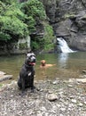 Cane corso italian mastiff with golden rottweiler waterfall